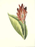 Buy Tropical Canna III at AllPosters.com