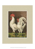 Buy Roosters with Mat VI at AllPosters.com