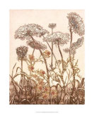 Buy Field of Lace II at AllPosters.com