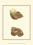 Buy Variegated Turbo Shells at AllPosters.com