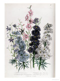 Buy Delphiniums, Plate 3 from "The Ladies" Flower Garden", Published 1842 at AllPosters.com