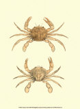 Antique Crab III