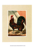 Buy Roosters with Mat V at AllPosters.com