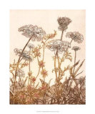 Buy Field of Lace I at AllPosters.com