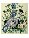 Buy Bindweed, Plate 26 from "The Ladies" Flower Garden", Published 1842 at AllPosters.com