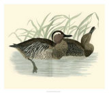 Buy Morris Ducks II at AllPosters.com
