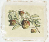 Buy Botanical IV at AllPosters.com