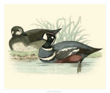 Buy Morris Ducks IV at AllPosters.com