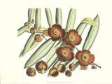 Buy Botanical I at AllPosters.com