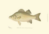 White Bass
