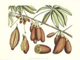 Buy Botanical III at AllPosters.com