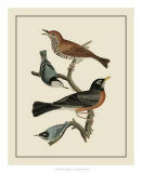 Buy Bird Family I at AllPosters.com