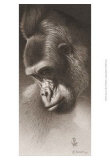 Buy Silver Back, the Gorilla at AllPosters.com