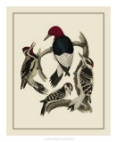 Buy Bird Family III at AllPosters.com