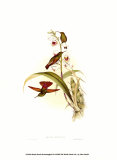 Buy Small Gould Hummingbird II at AllPosters.com