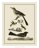 Buy Bird Family V at AllPosters.com