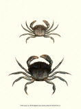 Antique Crab I