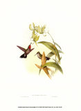 Buy Small Gould Hummingbird IV at AllPosters.com