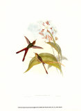 Buy Small Gould Hummingbird III at AllPosters.com