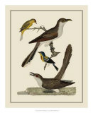 Buy Bird Family VI at AllPosters.com