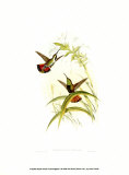 Buy Small Gould Hummingbird I at AllPosters.com