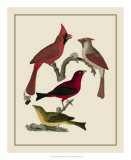 Buy Bird Family IV at AllPosters.com