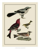 Buy Bird Family II at AllPosters.com
