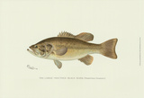 Large-Mouthed Black Bass