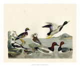 Buy Duck Family II at AllPosters.com