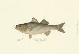 Striped Bass
