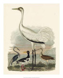 Heron Family III