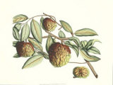 Buy Botanical IV at AllPosters.com