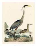 Heron Family I