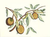 Buy Botanical II at AllPosters.com