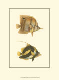 Antique Tropical Fish II