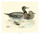 Buy Morris Ducks III at AllPosters.com