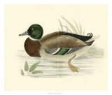 Buy Morris Ducks I at AllPosters.com