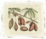 Buy Botanical III at AllPosters.com