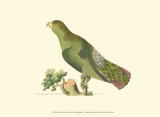 Purple-Tailed Parakeet