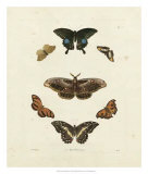 Buy Butterflies III at AllPosters.com