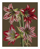 Buy Lush Amaryllis II at AllPosters.com