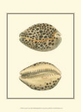 Buy Leopard Cowry Shells at AllPosters.com