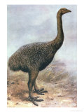 Buy Lesser Megalapteryx, from W. Rothschild's "Extinct Birds", Published in 1907 at AllPosters.com