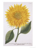 Chrysanthemum Indicum from "Pythanthoza Iconographica", Published in Germany, 1737-45