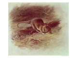 Buy Brown Rat 1918 at AllPosters.com