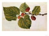 Mulberry: Morus Nigra, circa 1568, by J.Le Moyne de Morgues