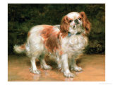 King Charles Spaniel, 1907