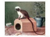 The Favourite Monkey of Carl Linnaeus
