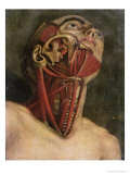 Buy Cross-Section of the Right Hand Side of the Neck and Face, circa 1745 at AllPosters.com