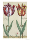 Buy Tulipa Octaviani Del Pont, and Tulipa Elegant, from "Hortus Floridus", Published 1614-15 at AllPosters.com